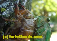 /home//u458753944/public_html/sourcegallery//Insects and small critters/aphids cicadas lanternflies and true bugs (Hemiptera)/P1030063.JPG